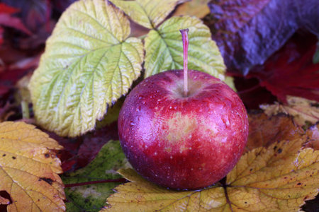 Apple on autumn leaves