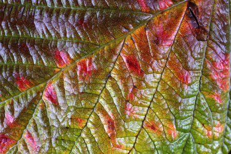 Autumn raspberry leaf