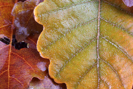Autumn oak maple leaves
