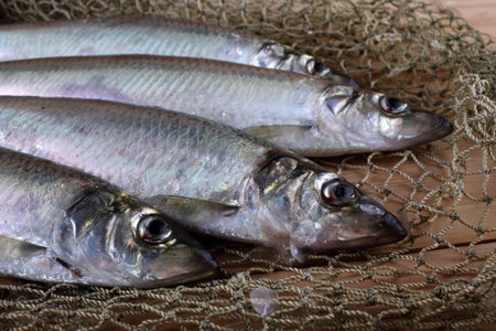 Herring on net. Fresh sea fish catch