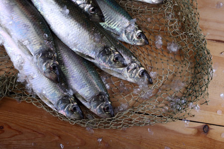 Herring on net. Fresh sea fish catch