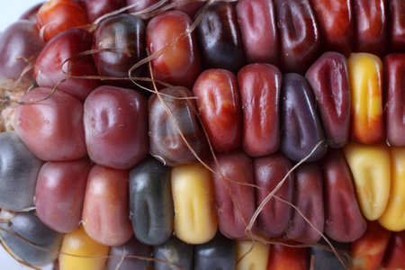 Multicolor corn. Macro