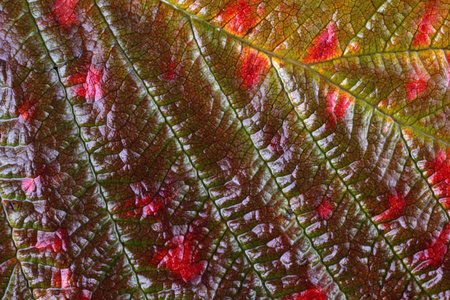 Multicolor  autumn raspberry leaf