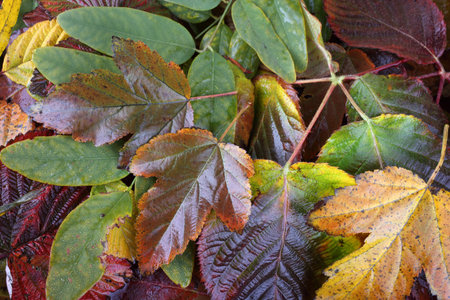 Multicolor leaves background