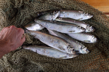 Herring on net. Fresh sea fish catch