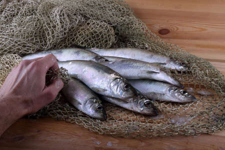 Herring on net. Fresh sea fish catchの写真素材