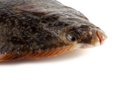 Starry flounder isolated on white. Pacific variety
