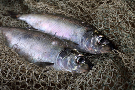 Herring on net. Fresh sea fish catchの写真素材