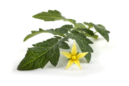 Tomato leaf and flower