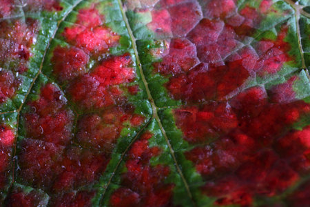 Autumn grape leaf. Macro