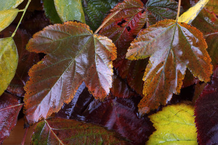 Multicolor leaves background