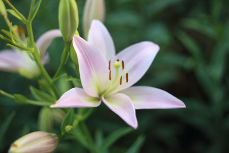 Growing pink lilyの写真素材