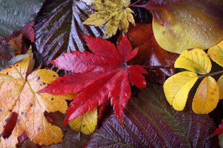 Multicolor autumn leaves
