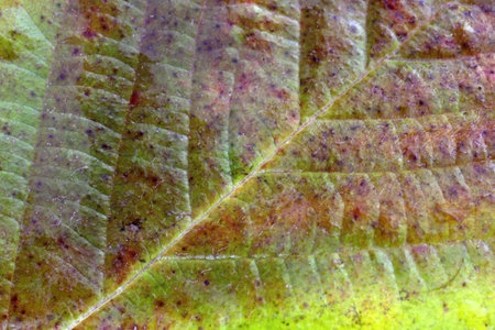 Autumn blackberry leaf. Macro