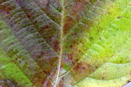 Autumn blackberry leaf. Macro background