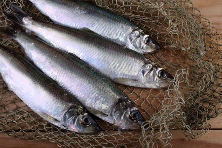 Herring on net. Fresh sea fish catch
