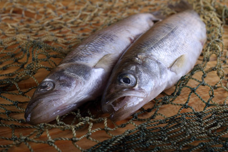 Smelt fishes on net. Pacific smelt variety