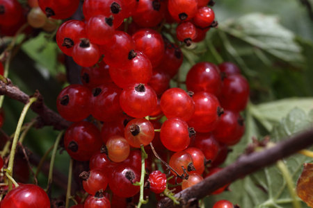 Growing red currant. Harvest