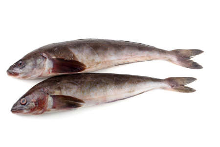 Sea bass isolated on whiteの写真素材