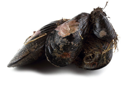 Mussels. Fresh sea foodの写真素材