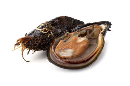 Mussel and opened musselの写真素材