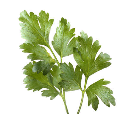 Vertical parsley leafの写真素材