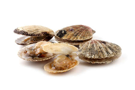 Scallops. Fresh sea foodの写真素材