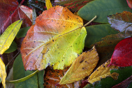 Multicolor leaves background