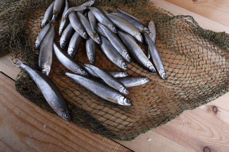 Smelt fishes on net. Pacific smelt fish varietyの写真素材