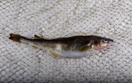 Saffron cod on net