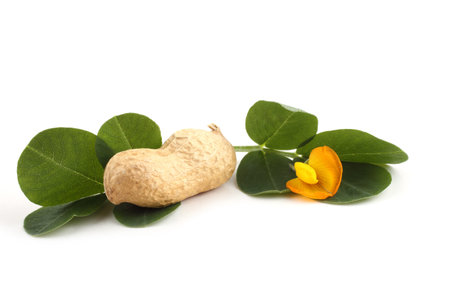 Peanut, leaves and flower