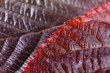 Autumn blackberry leaf