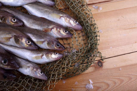 Saffron cod on net. Fresh fish catchの写真素材