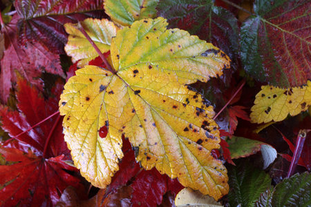 Multicolor autumn leaves