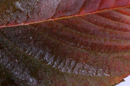 Autumn blackberry leaf background