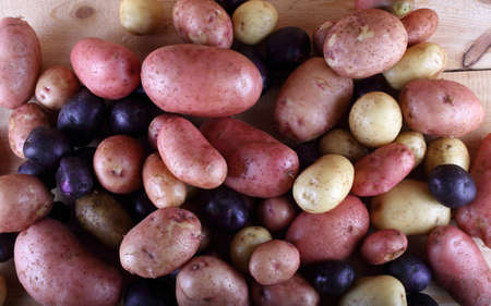 Potato harvest. Different varieties.. Violet, pink and whiteの写真素材