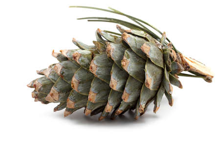 Cedar pine cone isolated on white backgroundの写真素材