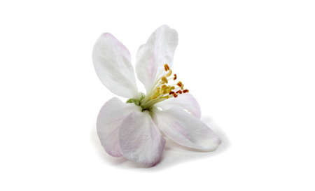 Apple flower isolated on white backgroundの写真素材