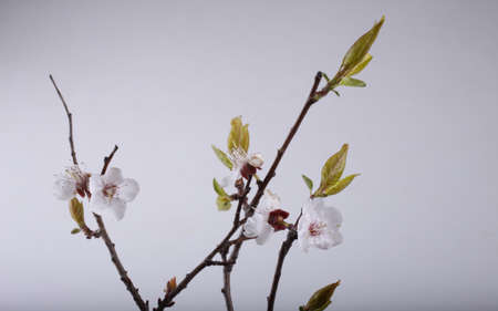 Sakura blossom on gray backgroundの写真素材