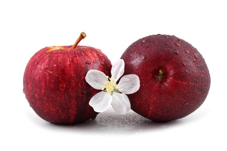 Apples and flower isolated on white backgroundの写真素材