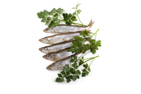 Smelt fishの写真素材