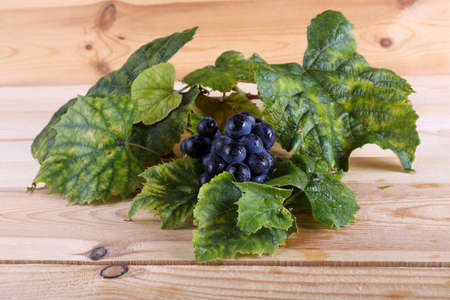 Black wine grape on table. Autumn harvestの写真素材