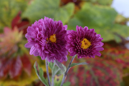 Chrysanthemums and autumn leaves. Autumn still lifeの写真素材