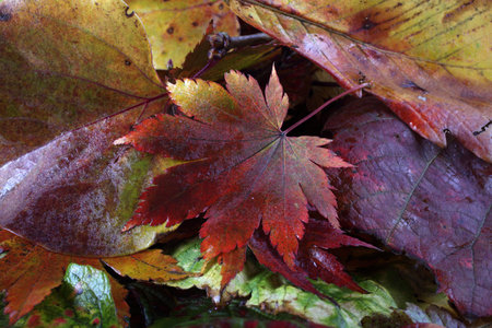 Multicolor autumn leaves