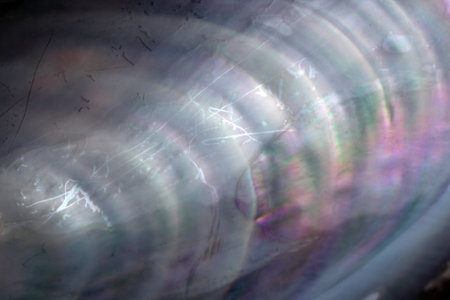 Mussel shell background