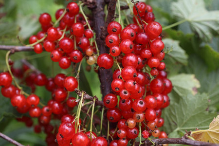 Growing red currant