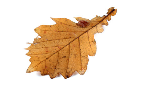 Autumn oak leafの写真素材