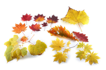 Autumn maple leaves