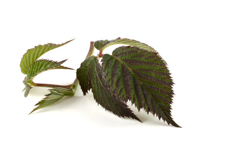 Autumn blackberry leaf
