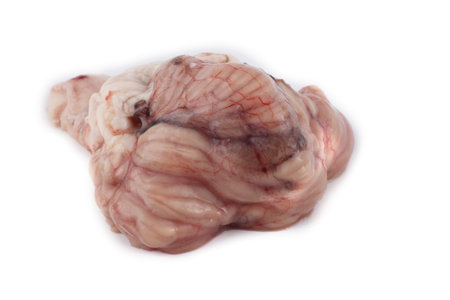 Cow cerebellum isolated on white